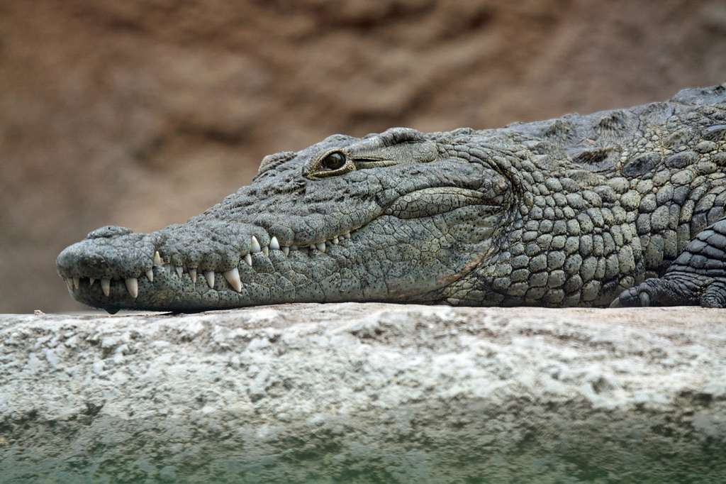 crocodile-nil