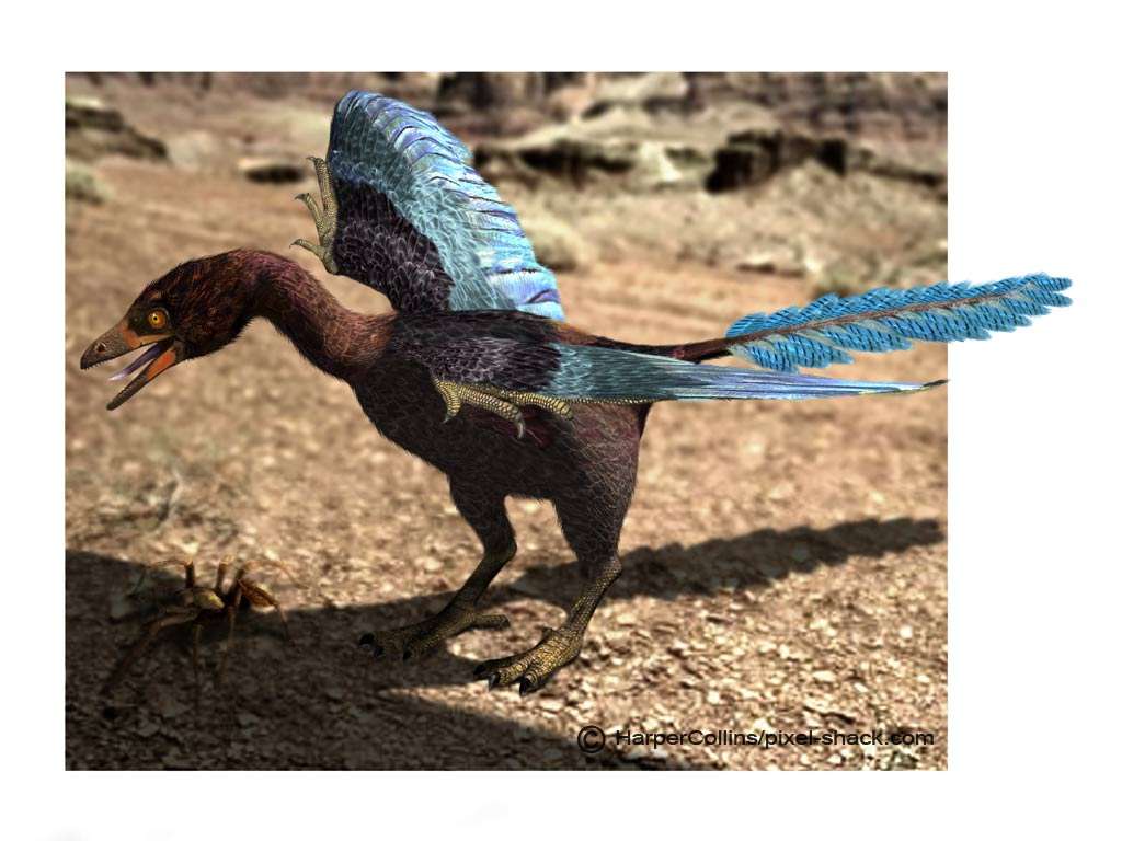 Dix faits insolites sur les dinosaures ! By Futura-Sciences 22b17a6149_50080033_archaeopteryx