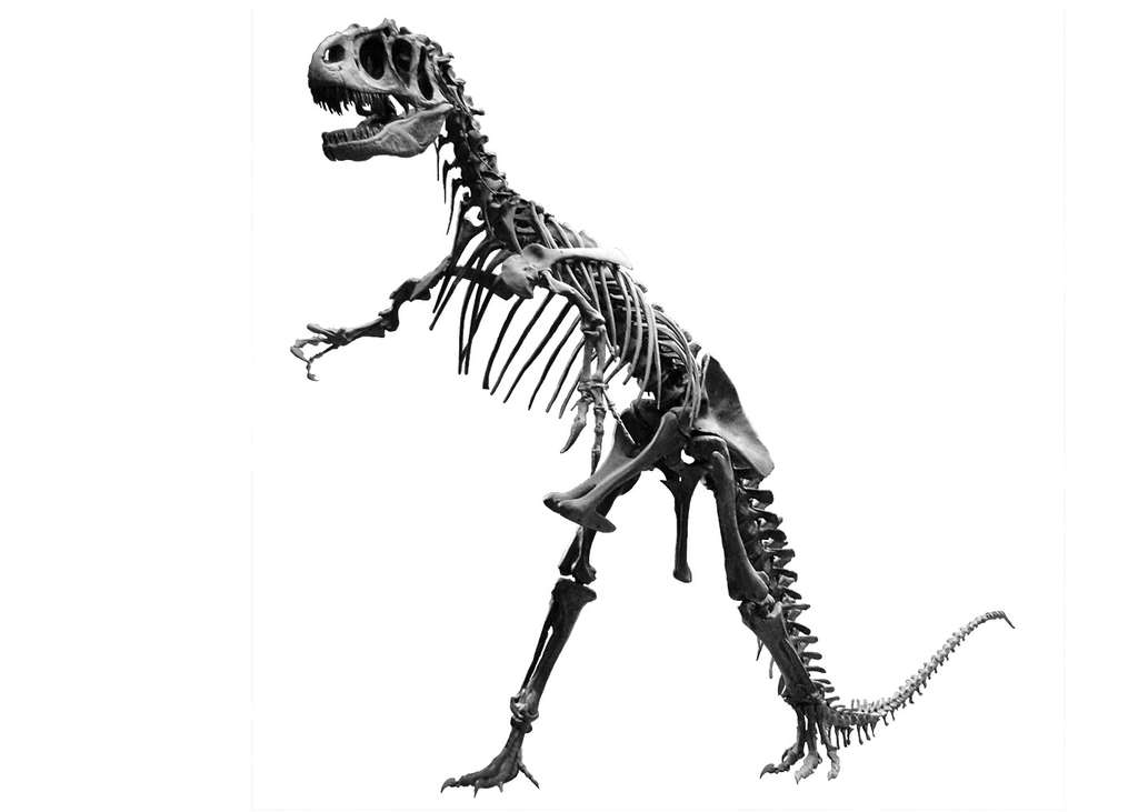 squelette-d'Allosaurus 