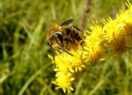 Les abeilles sont au cœur de la pollinisation. Les collètes du lierre, ici en photo, sont les abeilles les plus tardives. Elles émergent habituellement en septembre ou octobre et se nourrissent presque exclusivement de pollen de lierre. Lorsqu'une génération précoce voit le jour (en juillet, août), le lierre n'est pas encore en fleur. Les abeilles se rabattent alors sur d'autres plantes telles que les solidages, pour nourrir les larves. © Patrick Straub