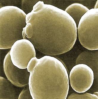 La levure Saccharomyces cerevisiae est un champignon unicellulaire circulaire très familier et surtout non pathogène. Sauf dans certains cas... © AJC1, Flickr, cc by nc sa 2.0