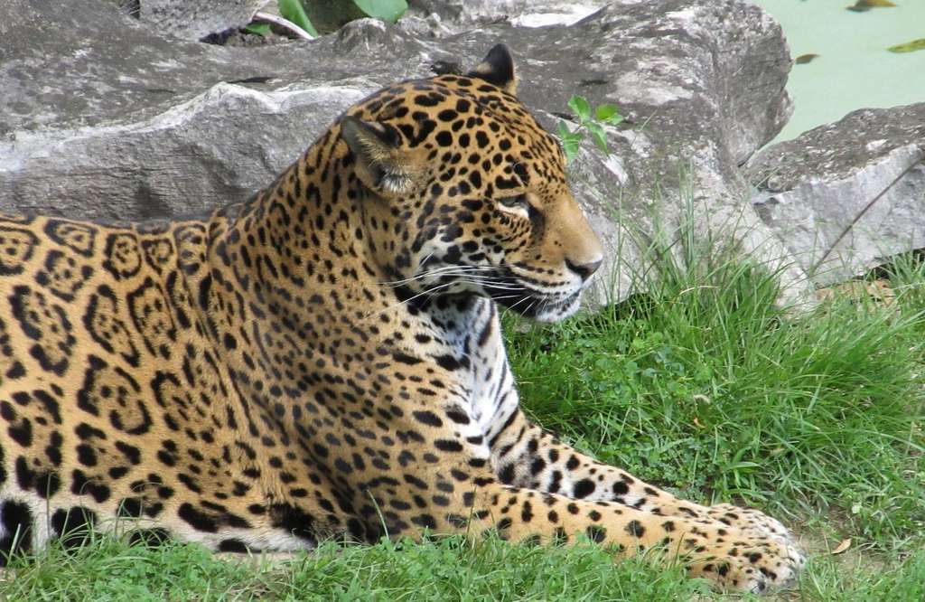 jaguar-rosettes