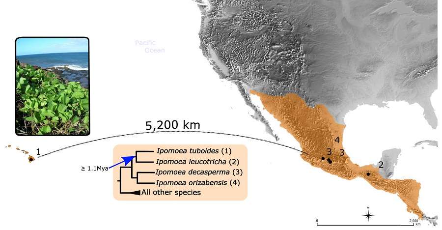 L’espèce I. tuboides (numérotée 1), endémique des îles Hawaï (en orange à gauche de la carte), a divergé depuis au moins 1,1 million d’années de ses plus proches parents (numérotés 1, 2, 3 et 4), tous confinés au Mexique et en Amérique centrale (en orange sur la carte). Sa présence à Hawaï, à 5.200 km de la côte américaine, s’explique très probablement par une dispersion naturelle, par le vent, la mer ou les oiseaux. © Pablo Muñoz-Rodriguez et al., 2018, Current Biology