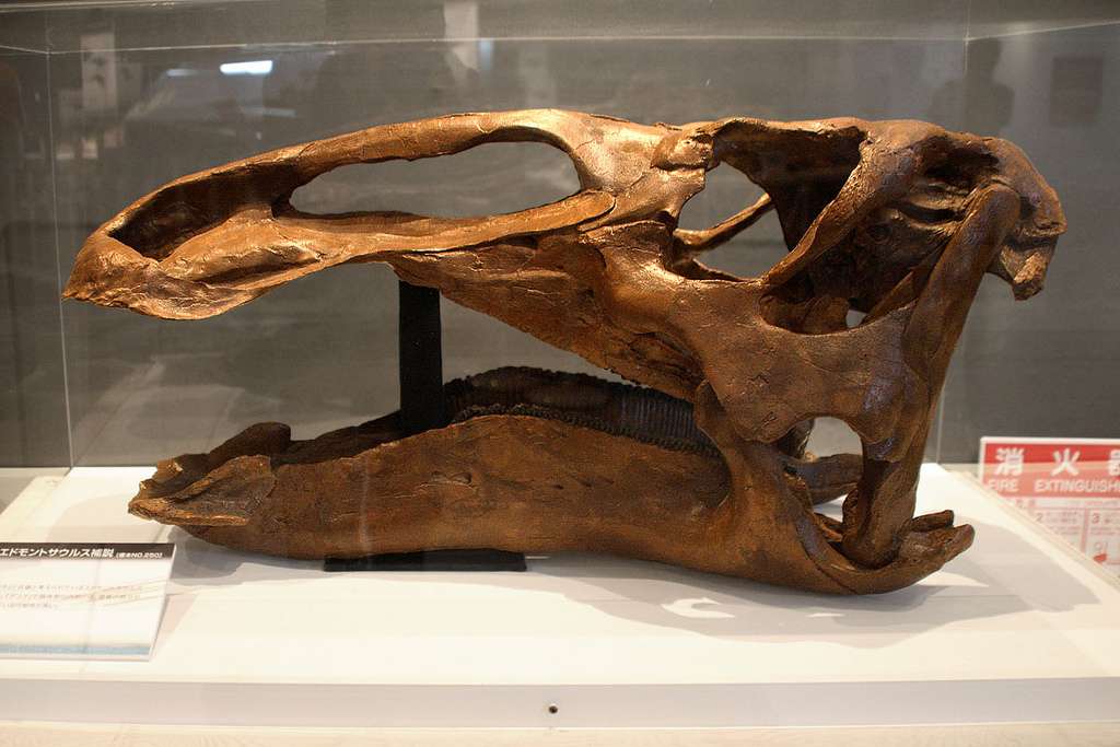 Edmontosaurus 