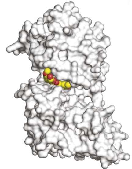 La curcumine se place dans la poche de liaison à l’ATP de DYRK2. Les atomes de curcumine sont présentés en jaune et rouge. © Banerjee et al, PNAS 2018