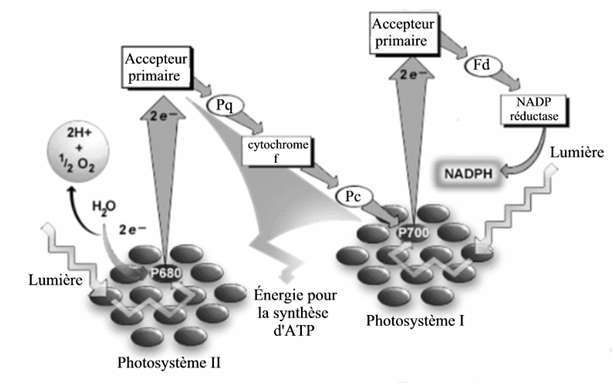 Diagram showing the movements of electrons during photosynthesis. Carolyn Lubner and her team replaced NADP reductase with a H2ase enzyme that associates electrons with hydrogen ions to form molecular hydrogen. © Adapted from Cocks & Frans (2004)