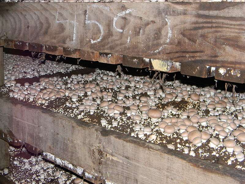 Les champignons de Paris sont cultivés dans des caves ou à l'intérieur d'anciennes carrières souterraines. Leur environnement doit être aéré, mais maintenu à une température constante. © I.G. Safonov, Wikimedia common, CC by-sa 3.0
