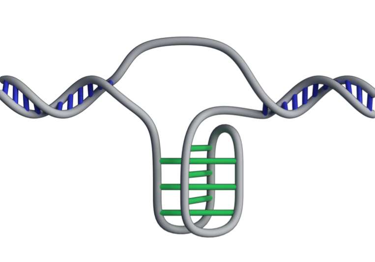 L’ADN en « i-motif » forme une sorte de nœud à quatre brins. © Garvan Institute of Medical Research, Zeraati et al., Nature Chemistry 2018