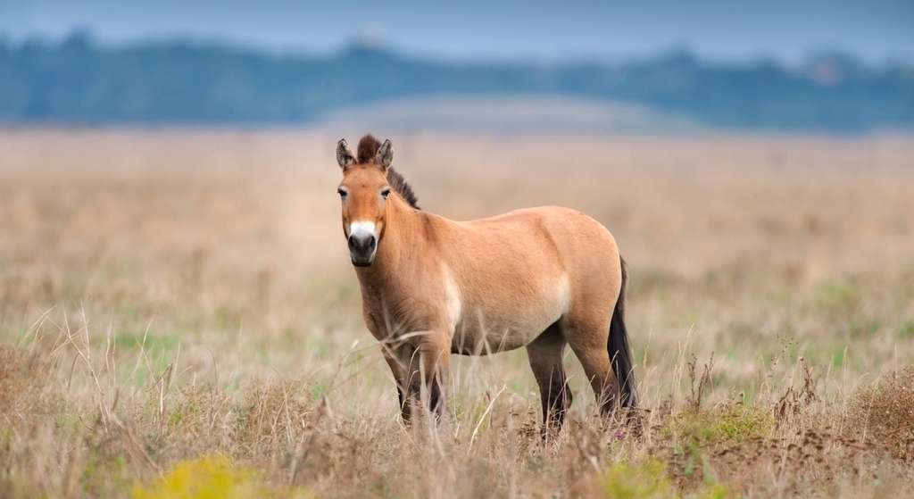 Le cheval de Przewalski est le descendant sauvage des premiers chevaux jamais domestiqués. © kwadrat70, Fotolia