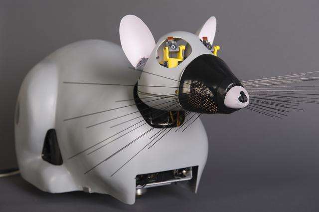 Psikharpax, the robot-rat, who develops abilities by learning.  Â© CNRS Photo Library / ISIR / Rajau BenoÃ®t