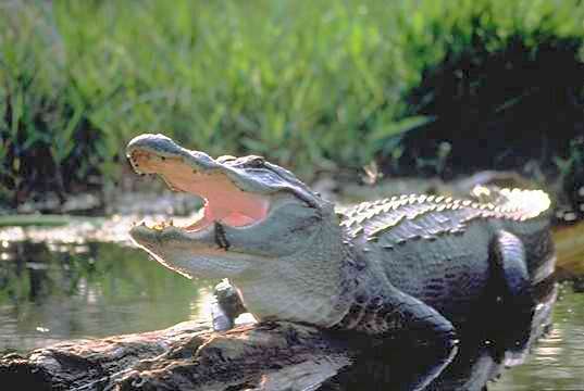 alligator-d’Amérique 
