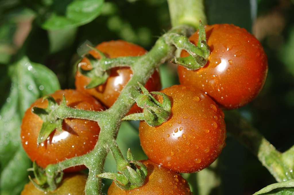 Black cherry tomato, also called "black cherry", is quite sensitive to bursting. © Enbodenumer, Flickr, CC by-nc-sa 2.0