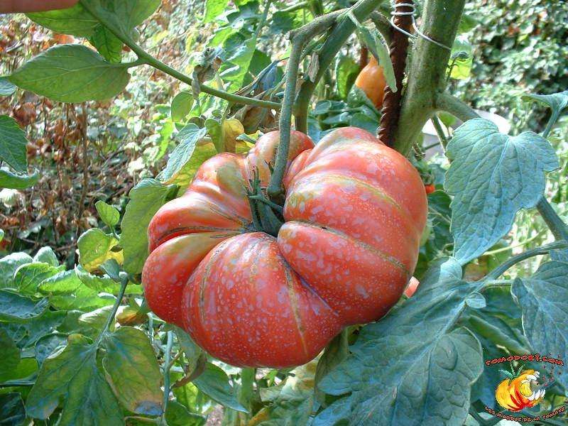 The scarlet pumpkin tomato is reminiscent of a pumpkin. © Tomodori