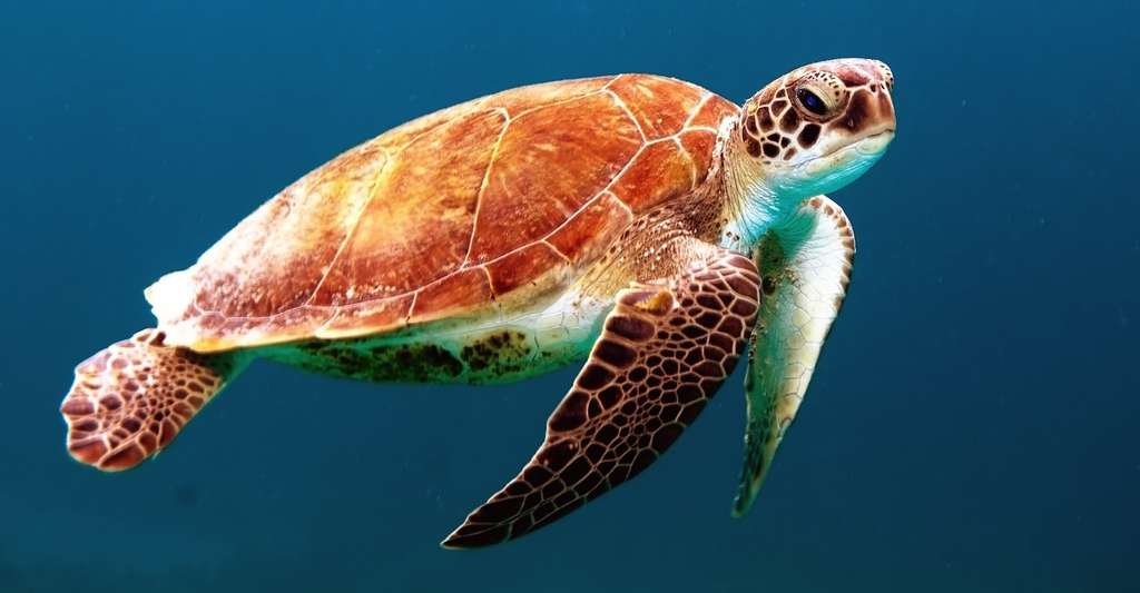 Qui aurait pu soupçonner qu’une fois morte, la tortue dégage l’odeur la plus immonde qui soit ? © Unsplash, Pixabay, CC0 Public Domain