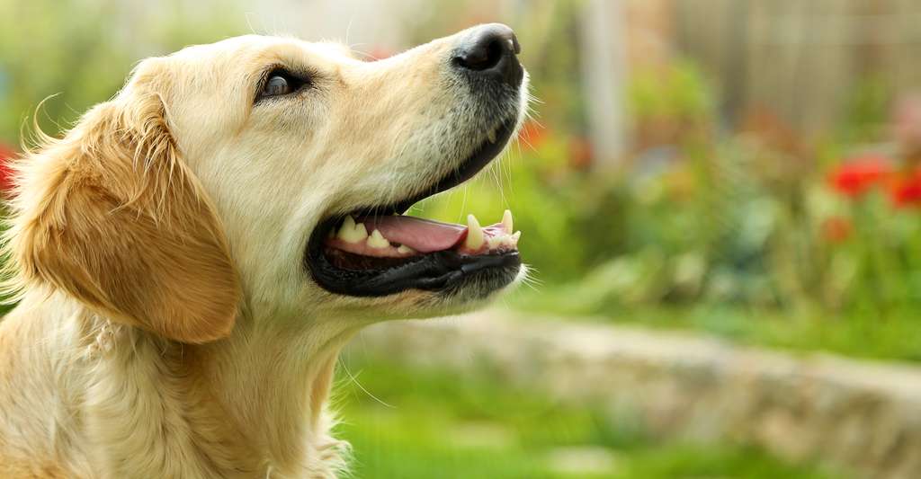 Le golden retriever se classe quatrième des chiens les plus intelligents au monde. ©Africa Studio, Shutterstock