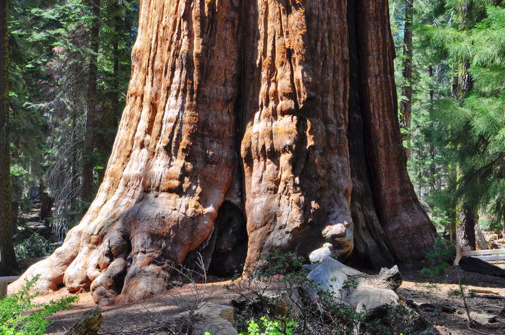 Au pied du séquoia géant Général Sherman. © Thierry, fotolia