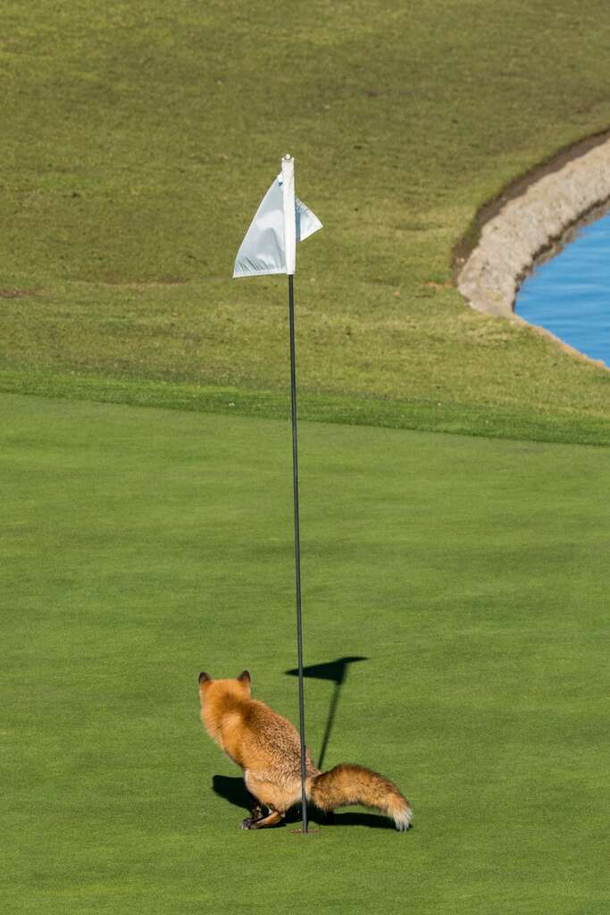 Attention en récupérant vos balles de golf ! © Douglas Croft, Comedy Wildlife Photography Awards