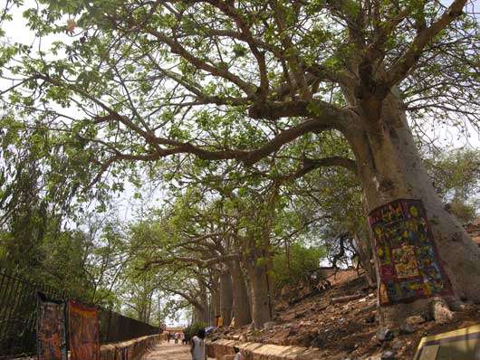 Allée des baobabs sur l'île de Gorée (Sénégal). Ils auraient été plantés sur l'île au milieu du 18ème siècle. © S . Garnaud Reproduction et utilisation interdites
