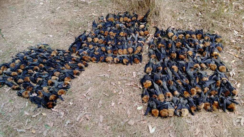 Plusieurs centaines de chauve-souris sont tombées du ciel, mourantes, en Australie le 7 janvier alors que les températures à l’ombre étaient supérieures à 44 °C. © Help Save the Wildlife and Bushlands