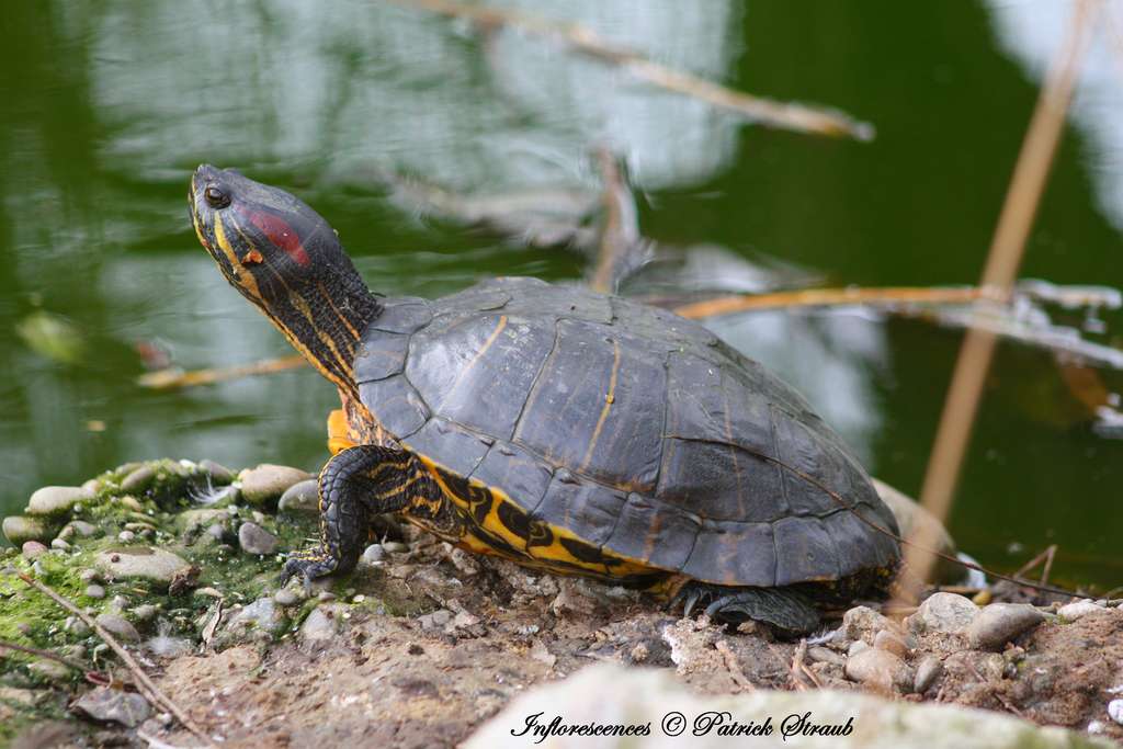 tortue-tropicale