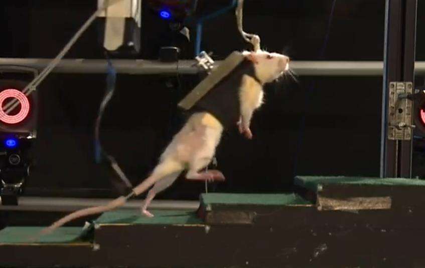 Les rats paralysés des membres inférieurs, maintenus en position verticale par un harnais robotisé qui les suit durant leurs déplacements, sont parvenus à marcher, courir et même à monter des marches. © Capture d'écran depuis Youtube, epflnews