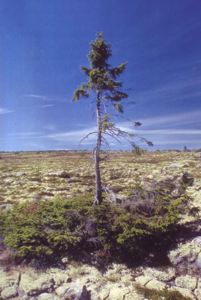Baptisé le vieux Tjikko, cet arbre est un épicéa (Picea abies) de Suède âgé de plus 9.550 ans. © Leif Kullman