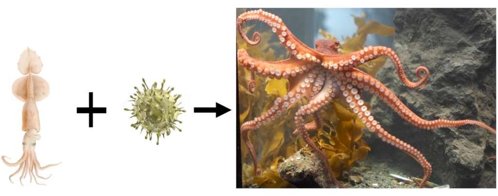 Calamar ancestral + virus -> pieuvre (?) © Steele et al. 2018, Progress in Biophysics and Molecular Biology