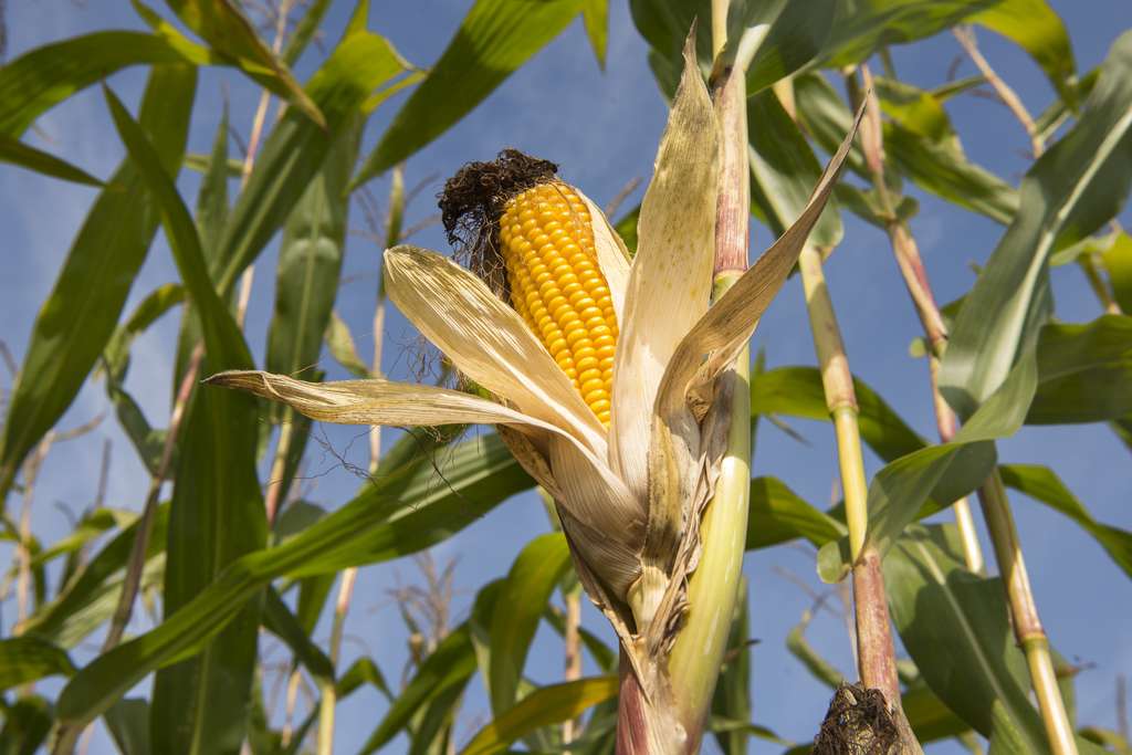 Les premiers essais d’Insect Allies ont été menés avec succès sur du maïs. © K. Thalhofer - Fotolia.com