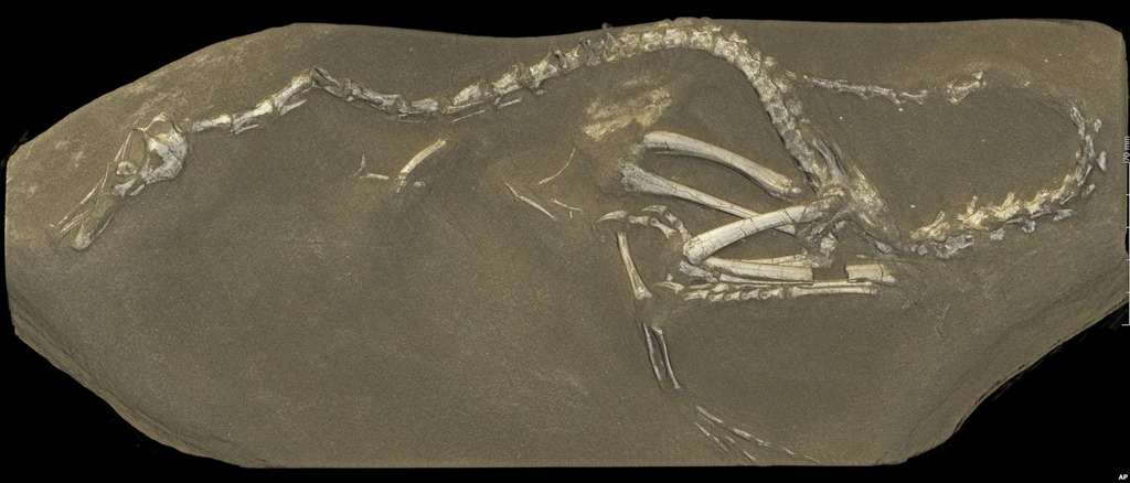 Une image de synthÃ¨se en 3D des restes fossilisÃ©s d'Halszkaraptor escuilliei calculÃ© Ã  partir des donnÃ©es prises Ã  l'ESRF. Â© ESRF, Paul Tafforeau