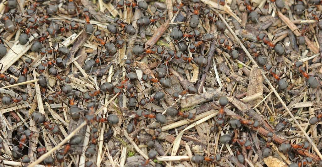 Les Formica sanguinea font partie du sous-genre Raptiformica. Elles réduisent les fourmis du sous-genre Serviformica, comme les Formica fusca, en esclavage. © Schmutzler-Schaub, Fotolia