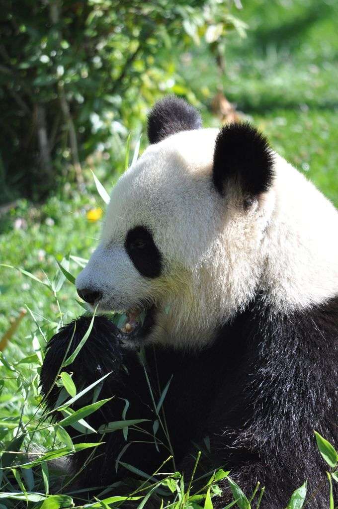 panda-beauval