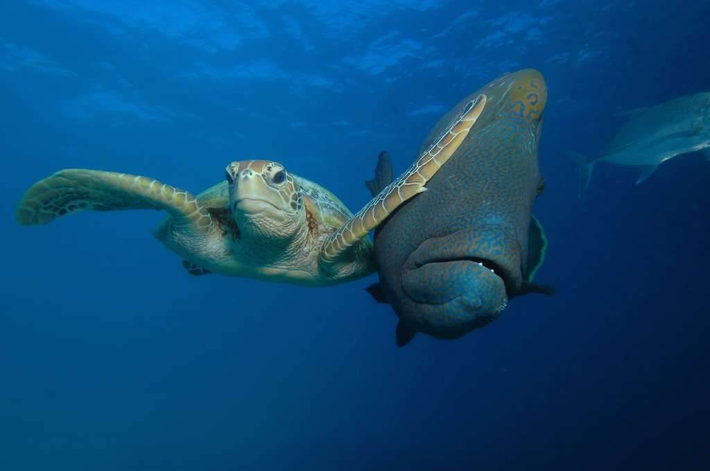 Voici une tortue… ninja ! Il peut arriver que certains animaux se sentent un peu à l’étroit dans l’océan. © Troy Mayne, Comedy Wildlife Photography Awards
