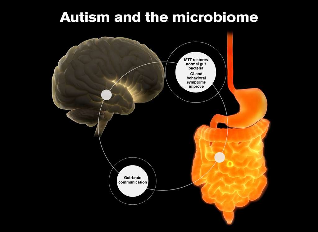 Chez les enfants autistes, le microbiote intestinal semble moins diversifié que chez les autres enfants et même privé de certaines souches des bactéries les plus importantes. Or des travaux suggèrent que nos microbiomes intestinaux affectent la communication cérébrale et la santé neurologique. © Shireen Dooling, Université de l’État d’Arizona