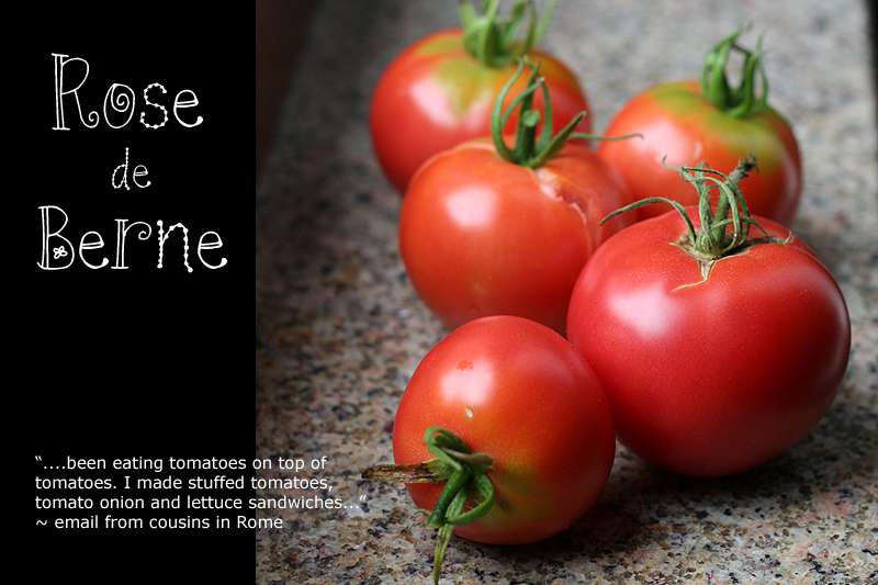 Former French variety, the tomato Rose de Berne is resistant to diseases. © Rubber Slippers in Italy, Flickr, CC by-nc-nd 2.0