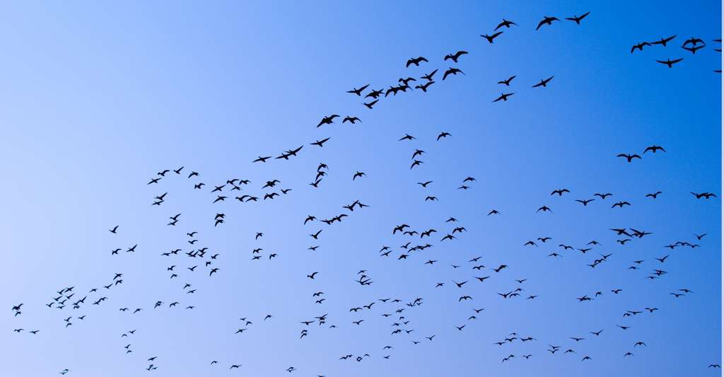 Selon Niels Rattenborg (Allemagne) – qui a découvert en 2016 que les oiseaux migrateurs peuvent dormir tout en volant –, les travaux de l’équipe de l’Imperial College London (Royaume-Uni) sont « très excitants ». © miket, Fotolia