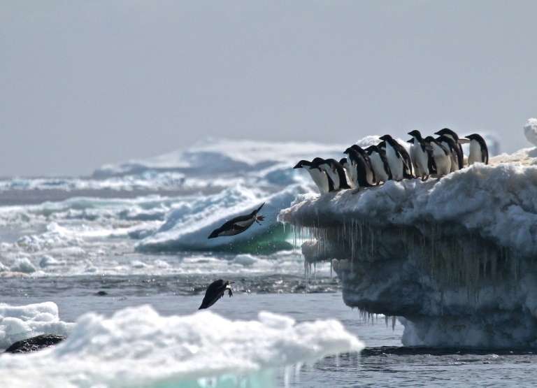 Des manchots d'Adélie le 2 mars 2018 sur un iceberg des îles Danger, en Antarctique. © Rachael Herman, Stony Brook University, AFP