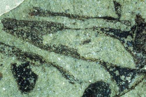 Les restes fossilisés de Cooksonia pertoni, une des plus anciennes plantes terrestres connues, aujourd'hui disparue. © National Museum, Wales