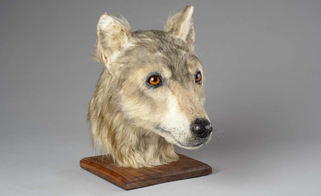 Voici le modèle de tête de chien créé par les chercheurs à partir d’un crâne retrouvé du côté du cairn de la colline de Cuween (Écosse). © Historic Environment Scotland