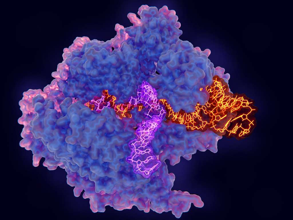 Le complexe CRISPR-Cas9 permet de modifier le gÃ©nome des cellules, aussi bien chez les animaux que les vÃ©gÃ©taux. Â© Juan GÃ¤rtner, Fotolia
