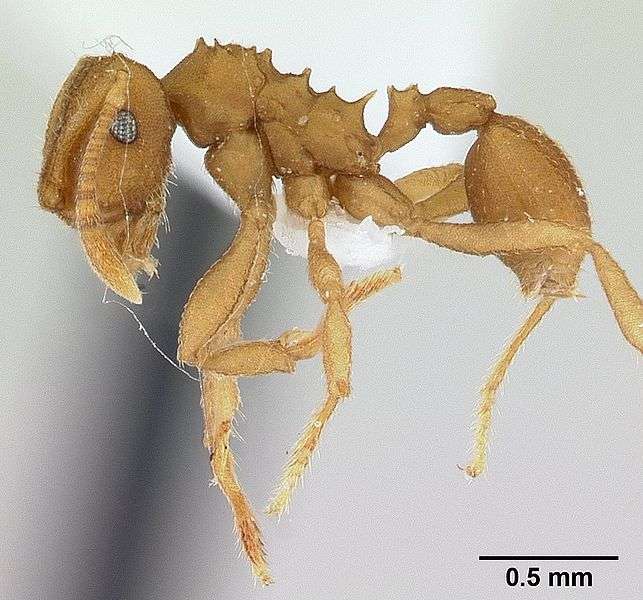 sexe fourmi noir