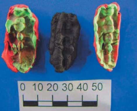 Un chewing-gum d’Huseby Klev (au milieu) et les empreintes des dents sur des moulages, à gauche et à droite. La barre représente 50 millimètres. © Kashuba et al 2018, BioRχiv, photo de Verner Alexandersen