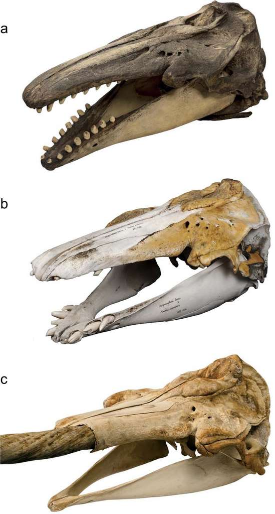 En haut, le crâne d’un béluga. En bas, celui d’un narval et au milieu, celui de l’hybride retrouvé en 1990 dans une petite île près de la baie de Disko au Groenland. © Mikkel Høegh Post