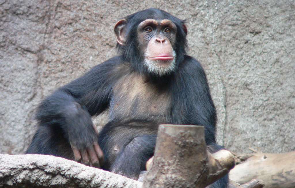 La mésange et le chimpanzé ont un point commun : ils savent maîtriser leurs impulsions. © Thomas Lersch, Wikipedia, CC by-2.5