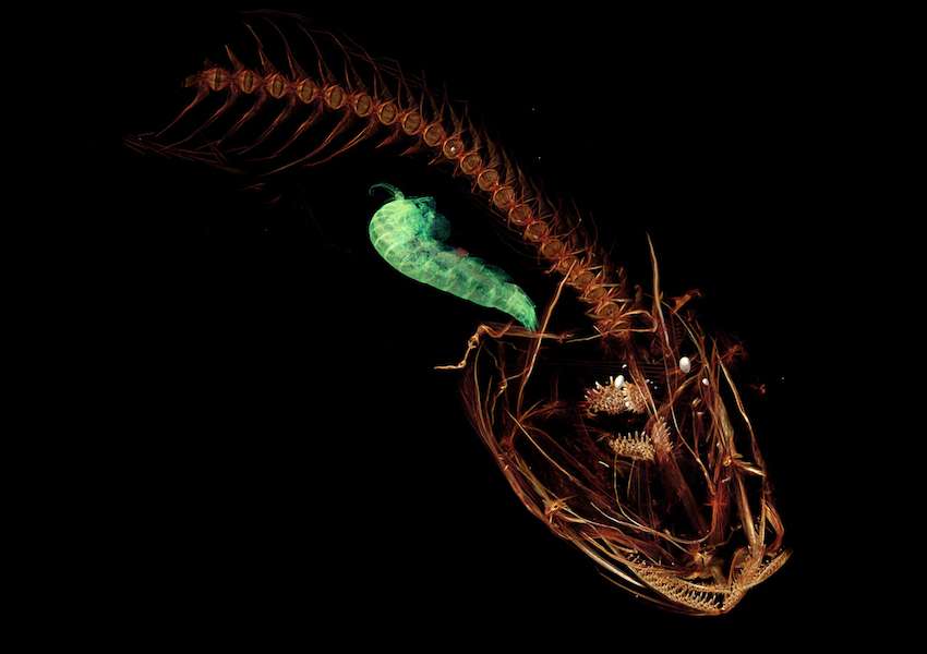 Pseudoliparis swirei vit à plus de 7.000 mètres de profondeur dans la fosse des Mariannes. © Mackenzie Gerringer, university of Washington, Schmidt Ocean Institute
