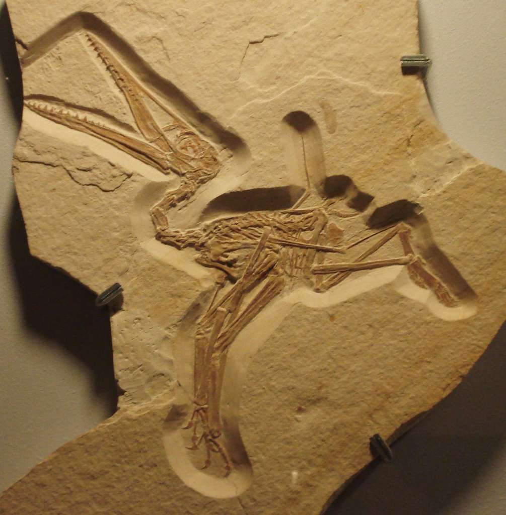 Selon les chercheurs de l’université de Leicester (Royaume-Uni), la capacité des ptérodactyles à voler dès leur sortie de l’œuf pourrait expliquer la grande taille de leurs ailes. © Ghedoghedo, Wikipedia, CC by-sa 3.0