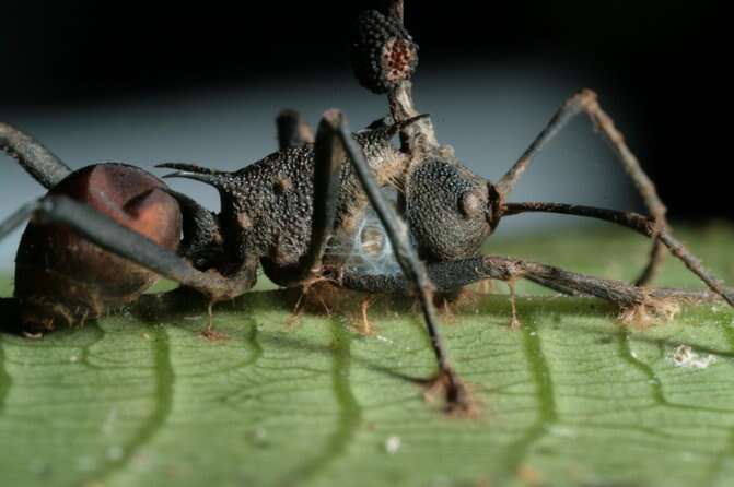 Le champignon qui infecte les fourmis charpentières du Brésil opère en prenant le contrôle des muscles de celles-ci. © David Hughes, Penn State University