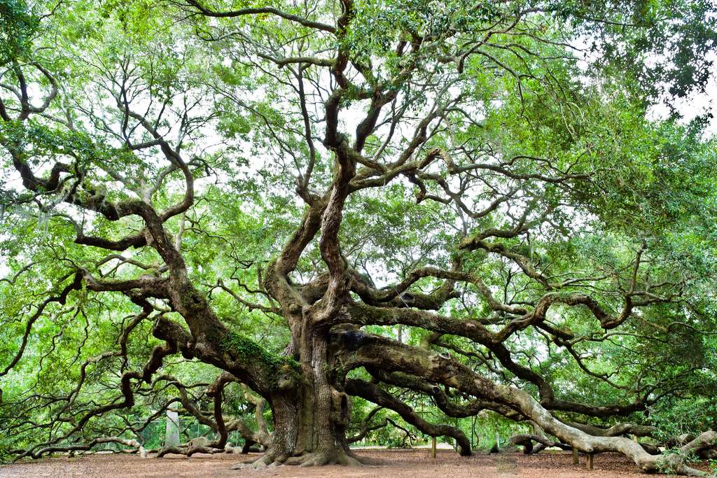 أغلى سبع أشجار في العالم 8965dcb5f2_130091_angel-oak-c-emil-flickr