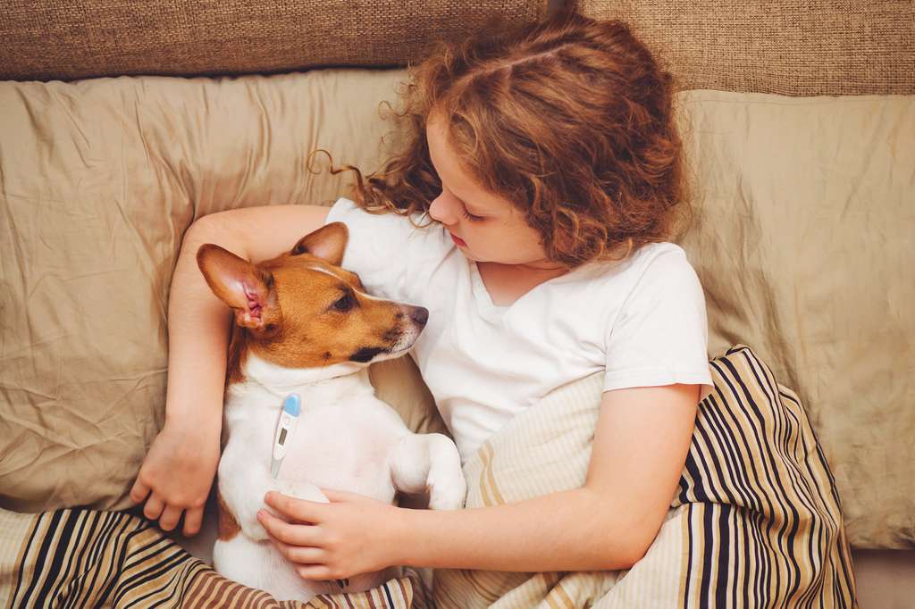 Aux États-Unis, une épidémie de grippe H3N2 fait rage dans la population canine. À tel point que les vétérinaires mettent en garde. Comme chez les humains, le virus pourrait être fatal aux chiens les plus faibles. © ulkas, Fotolia