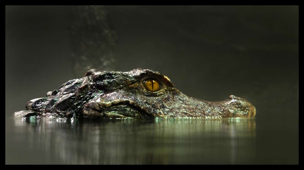 crocodile-caiman