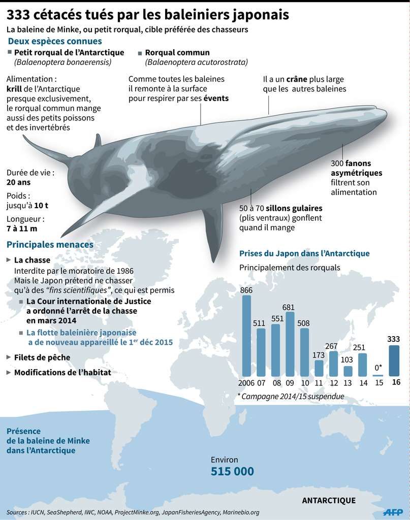 Les baleines à fanons continuent d’être chassées. © IUCN, SeaShepherd, IWC, NOAA, ProjectMinke.org, Japan Fisheries Agency, Marinebio.org